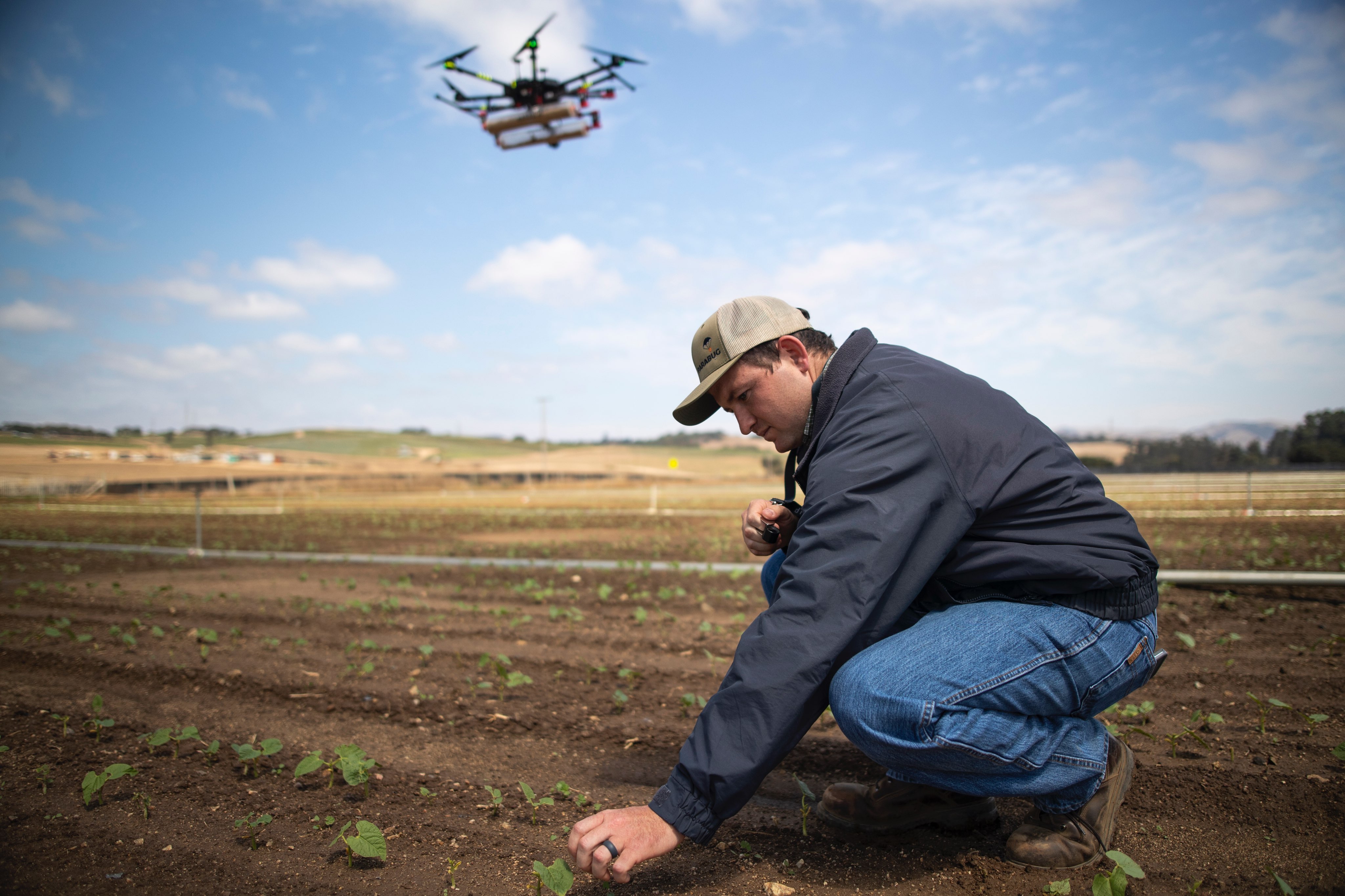 A man kneeling in a field of green bean sprouts with a drone flying above and behind him