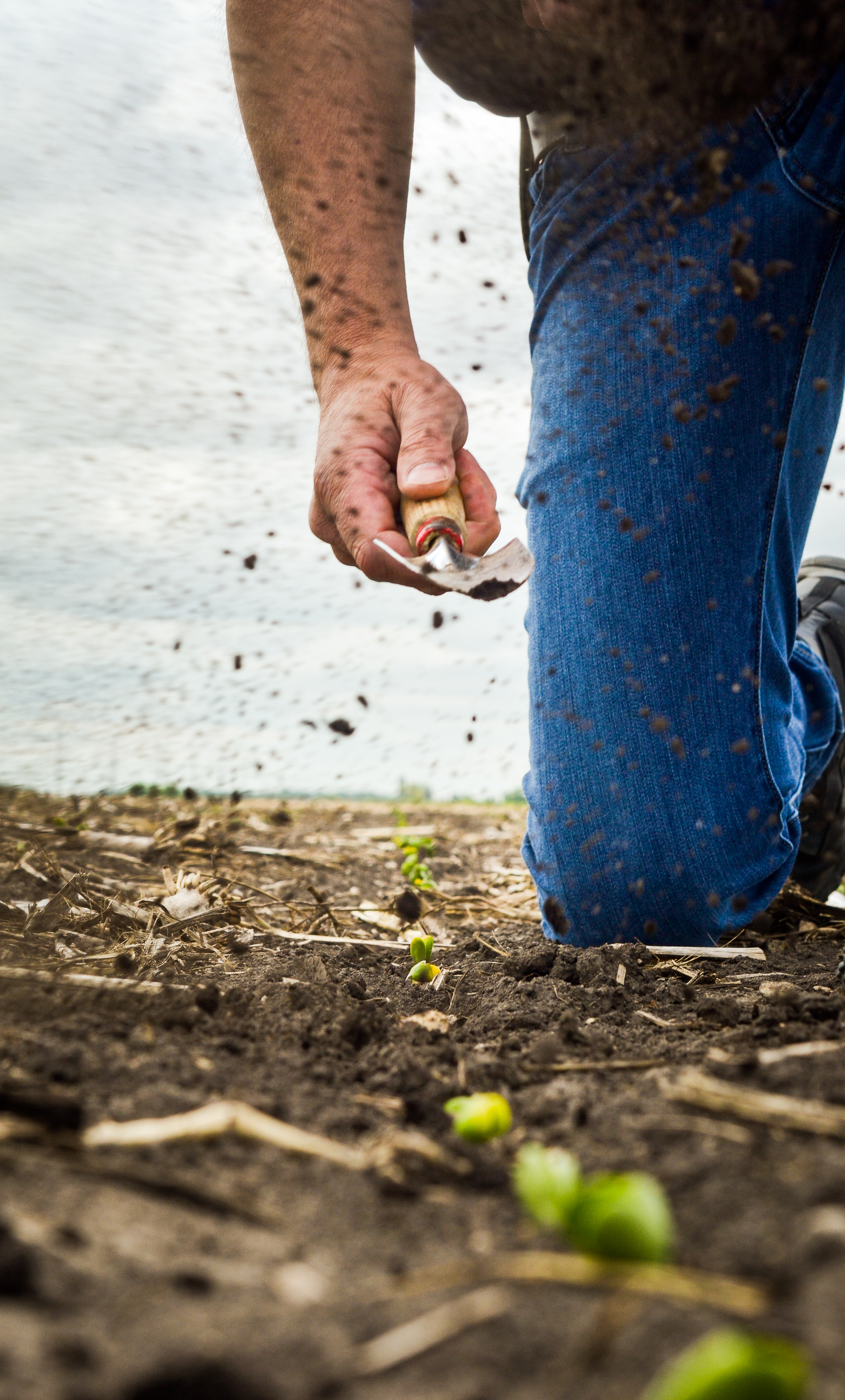 A man kneeling in a field of soybean sprouts digging with a trowel