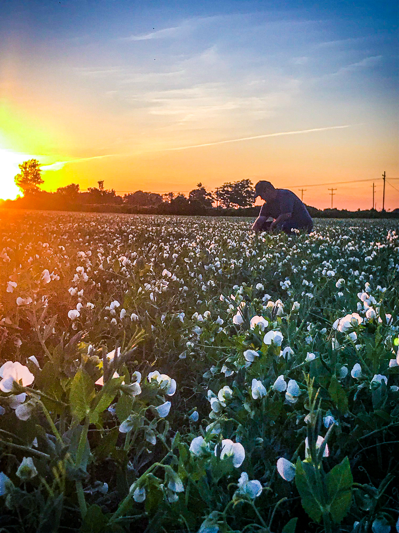 A man kneeling in a field of pea blossoms at sunset