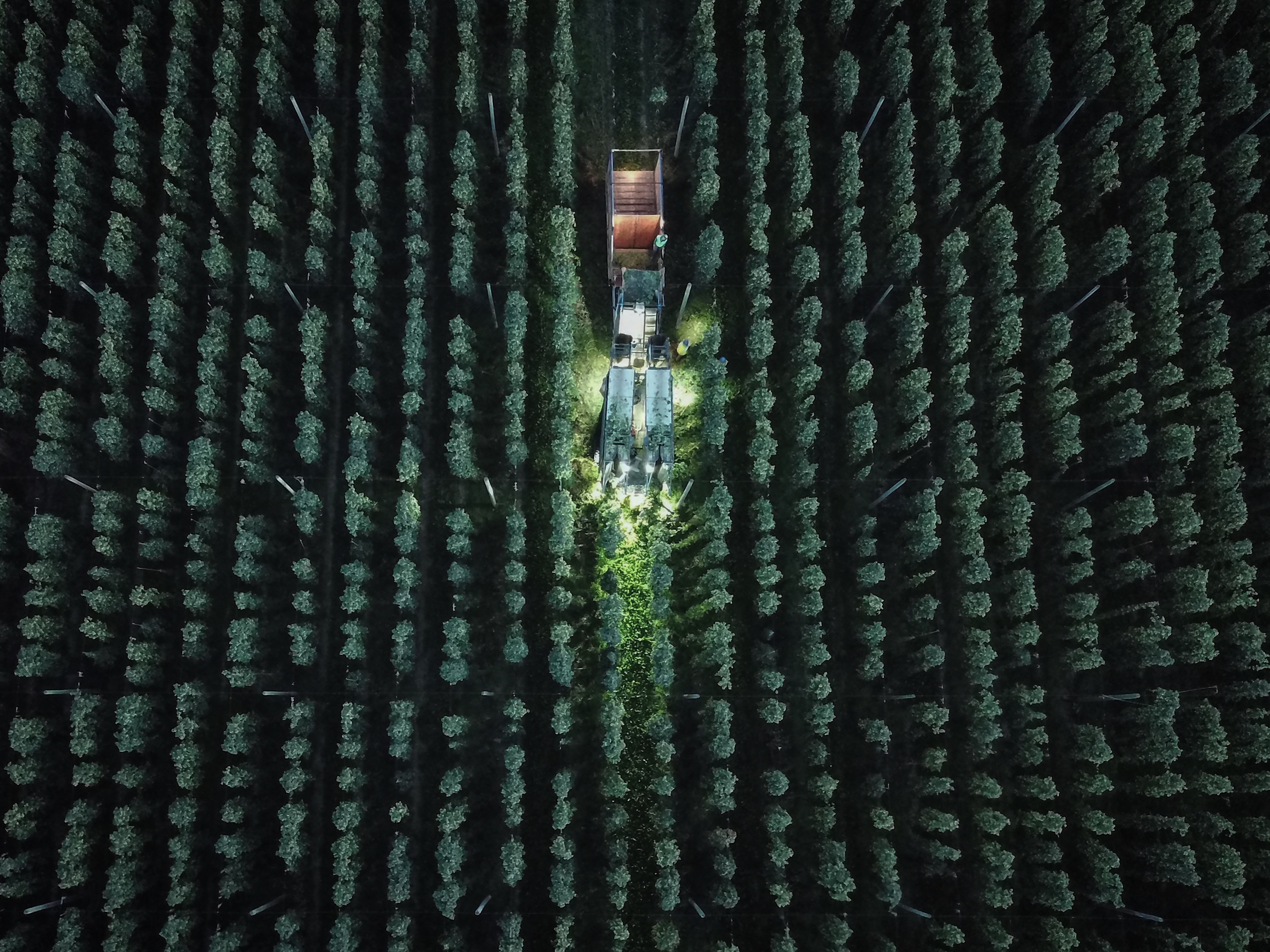 An aerial top-down shot of a machine harvesting hops at night