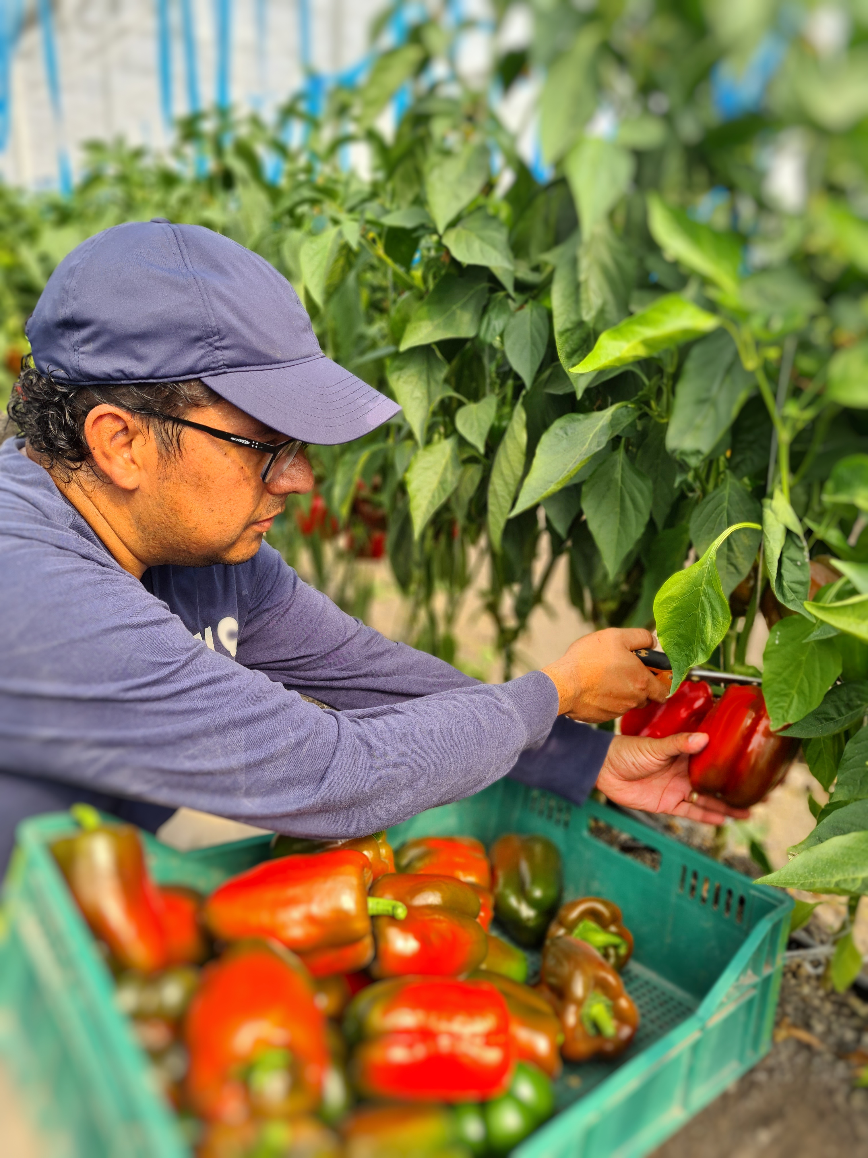 man kneeling and harvesting pepper plants