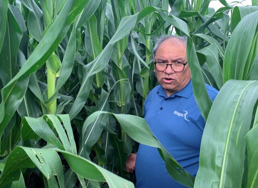 man in blue polo scouting a corn field