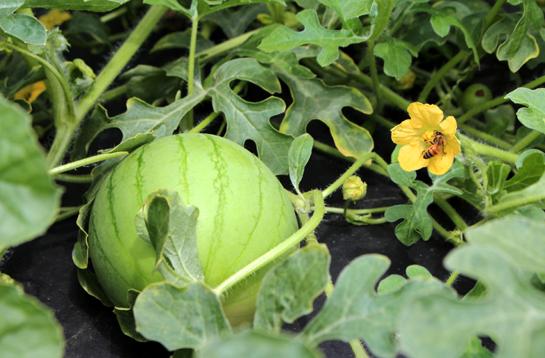 A growing watermelon next to two bees inside a watermelon blossom